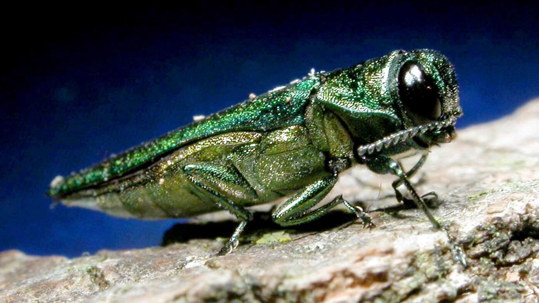 Emerald ash borer reported in Washington, Seward Counties